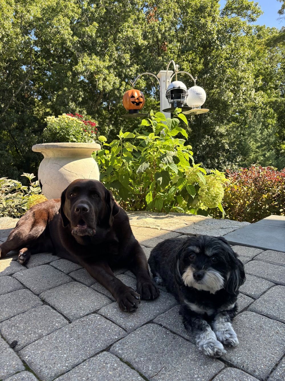 Iris, a chocolate Labrador, and Lola, a small black dog, lying on a patio beneath three ScoreFeeders on a garden pole
