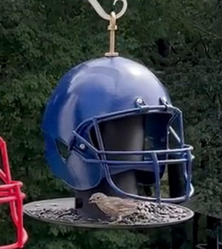 An unbranded blue football helmet inspired ScoreShell with a bird feeding from the seed tray
